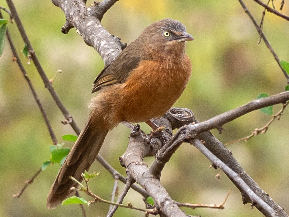 Rufous Chatterer - Forest Jarvis