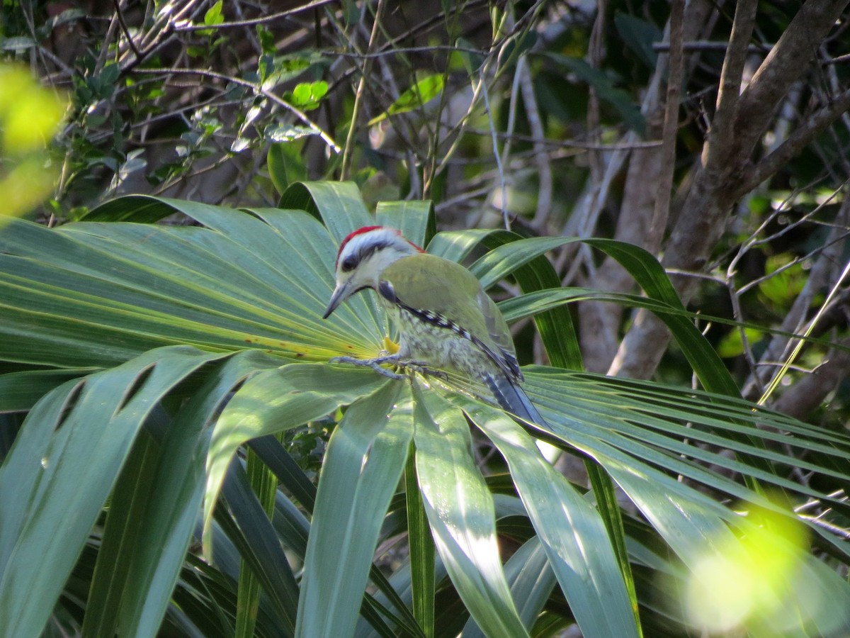 Cuban Green Woodpecker - Brian Henderson