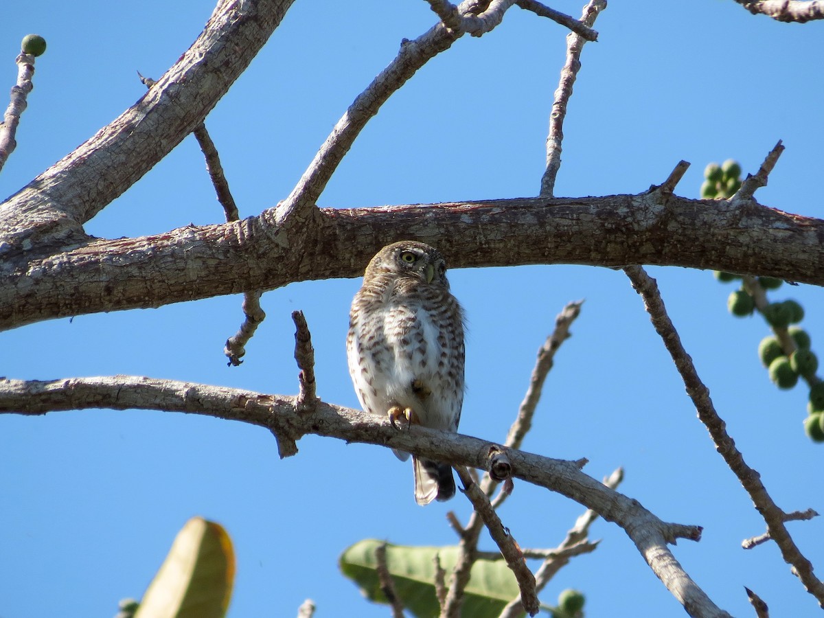 Cuban Pygmy-Owl - ML24692711