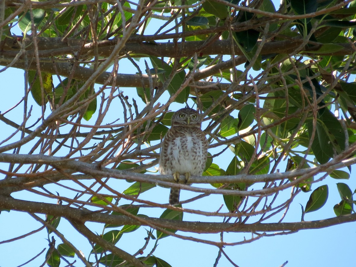 Cuban Pygmy-Owl - ML24692811
