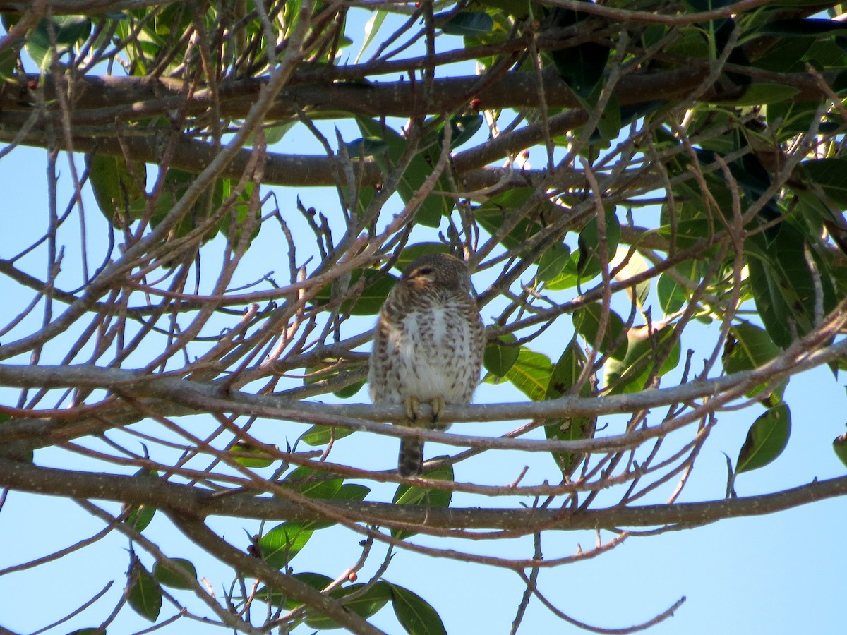 Cuban Pygmy-Owl - ML24692821