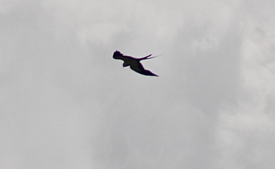 Swallow-tailed Kite - ML246930461