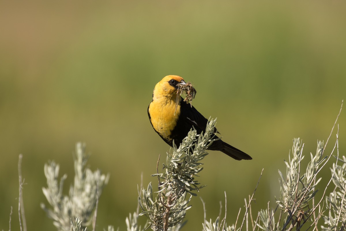 Yellow-headed Blackbird - ML246932961