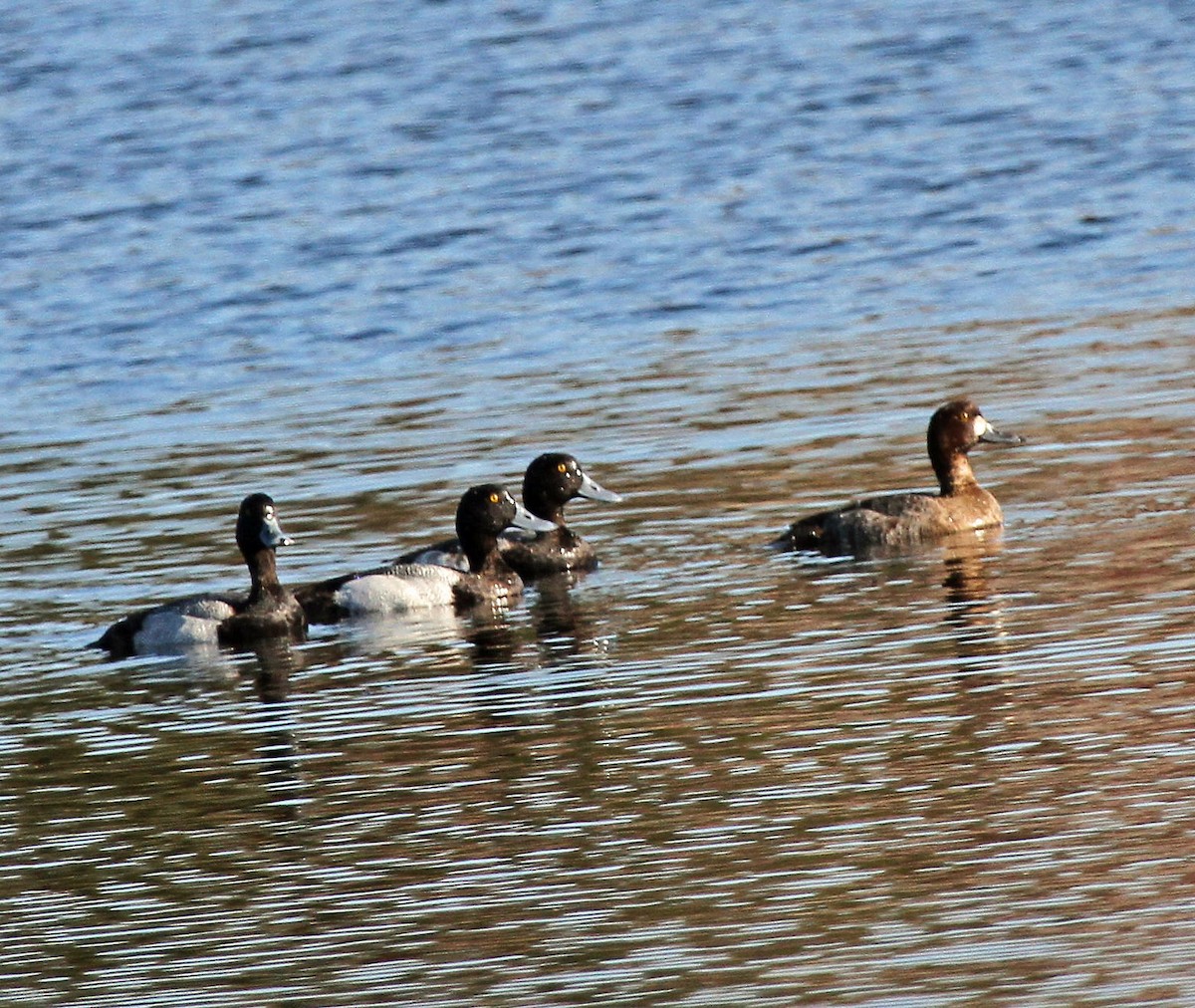 Greater Scaup - ML24693721