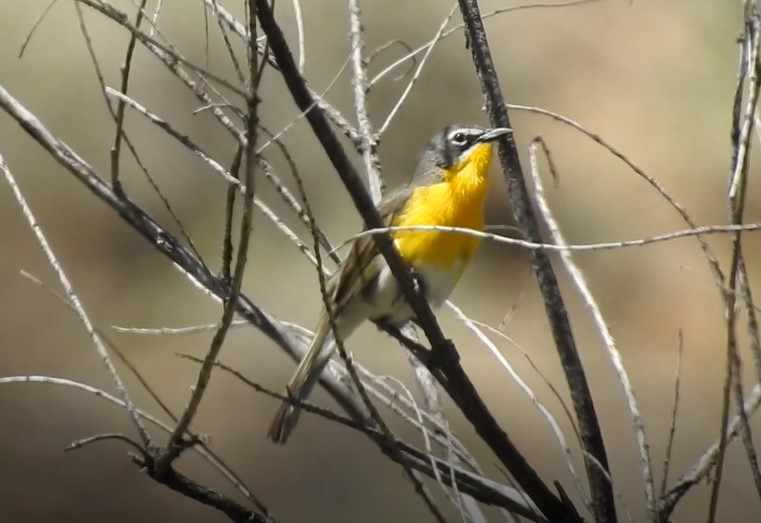 Yellow-breasted Chat - ML246938941