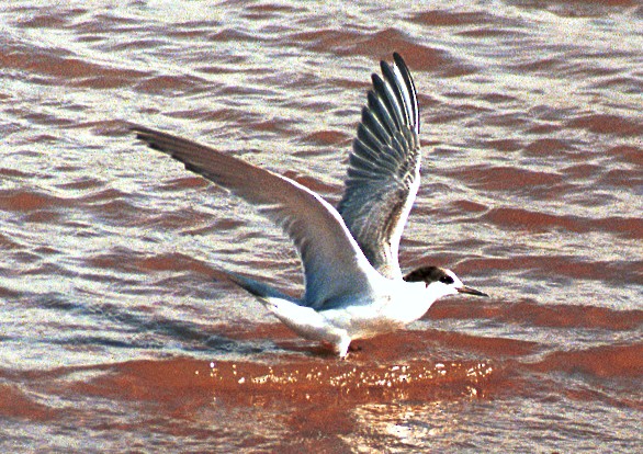 Common Tern - ML246945291