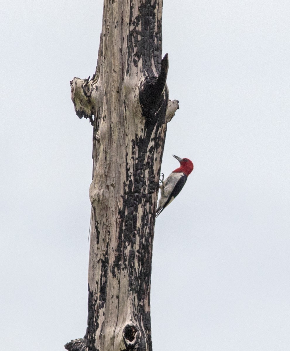 Red-headed Woodpecker - Mark and Holly Salvato