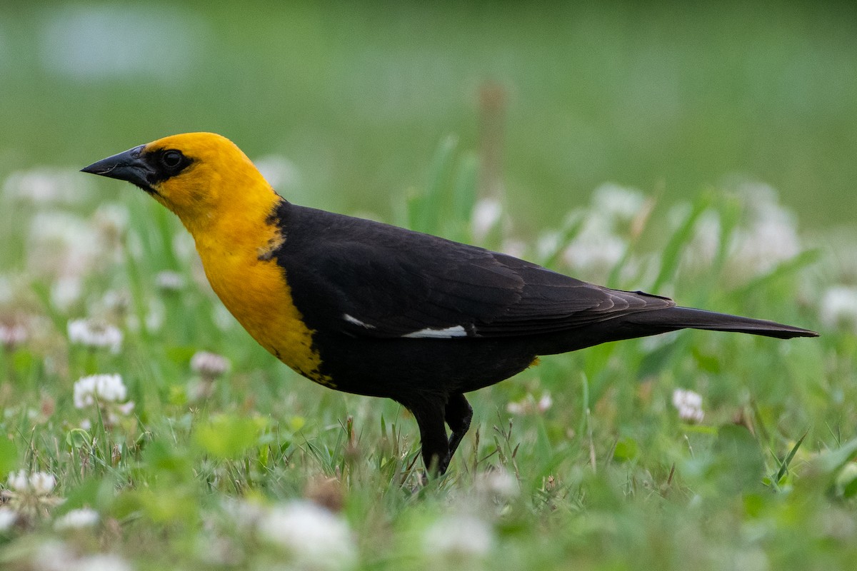 Yellow-headed Blackbird - Richard Littauer