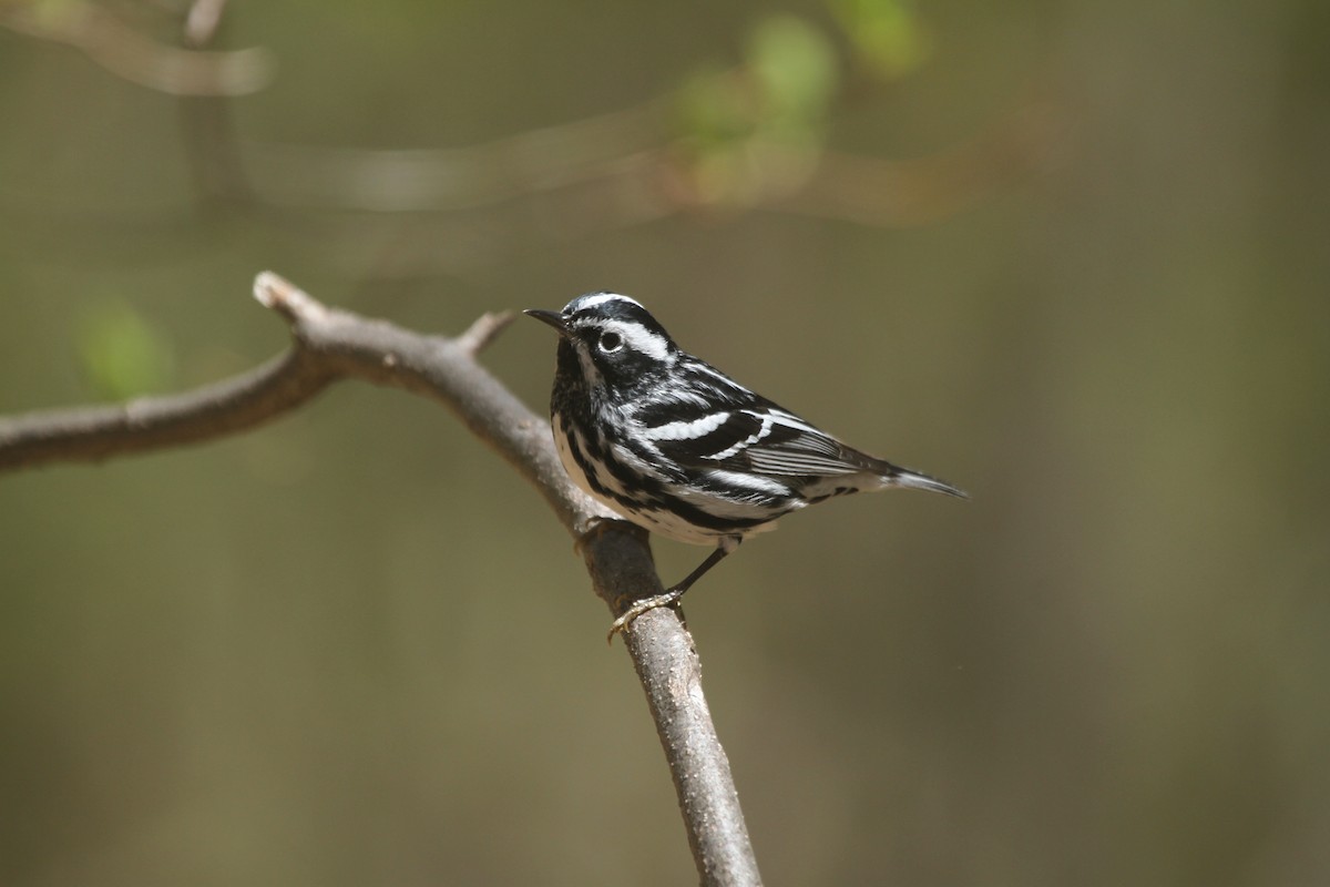 Black-and-white Warbler - ryan  doherty