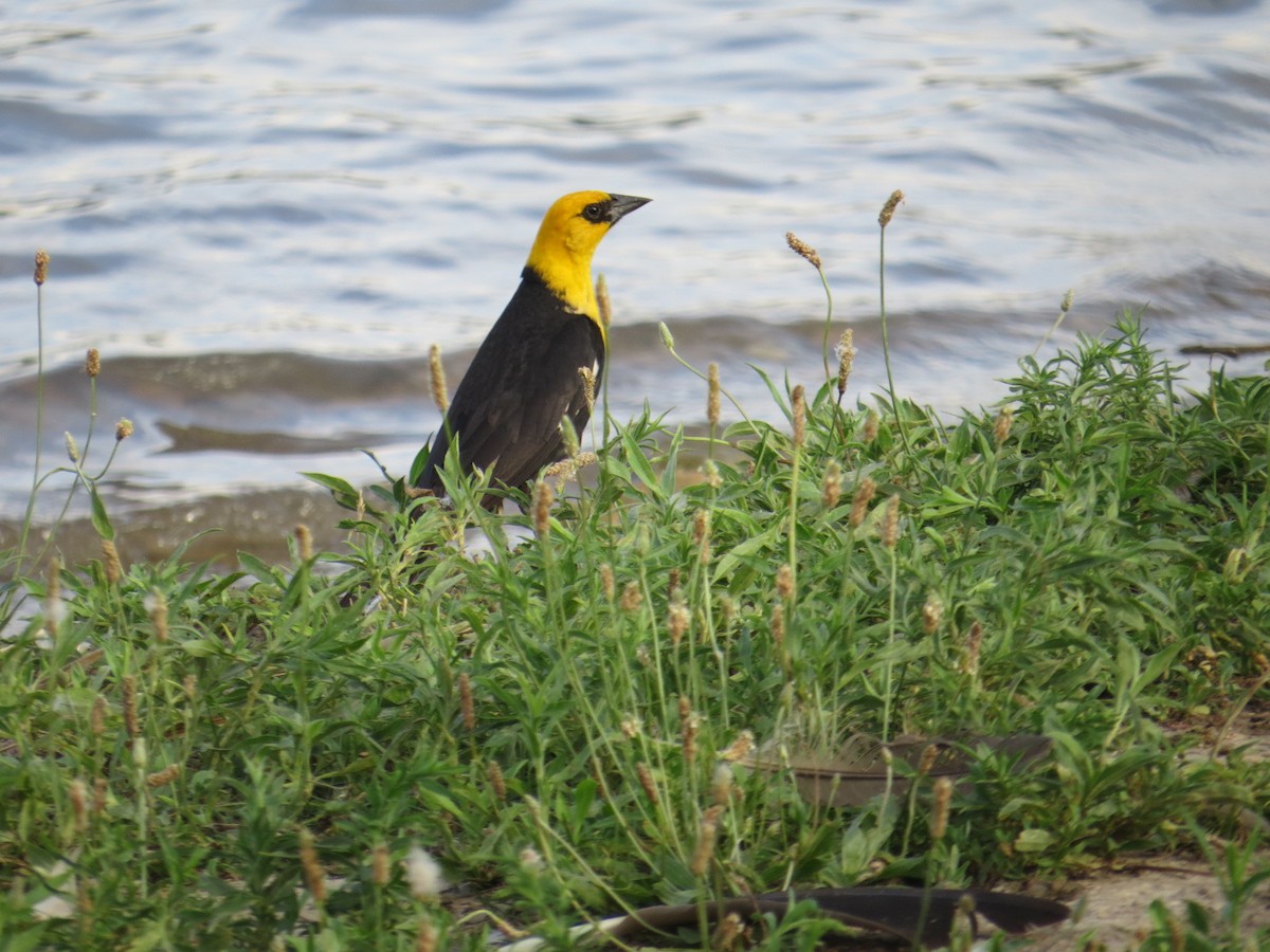 Yellow-headed Blackbird - ML246951941