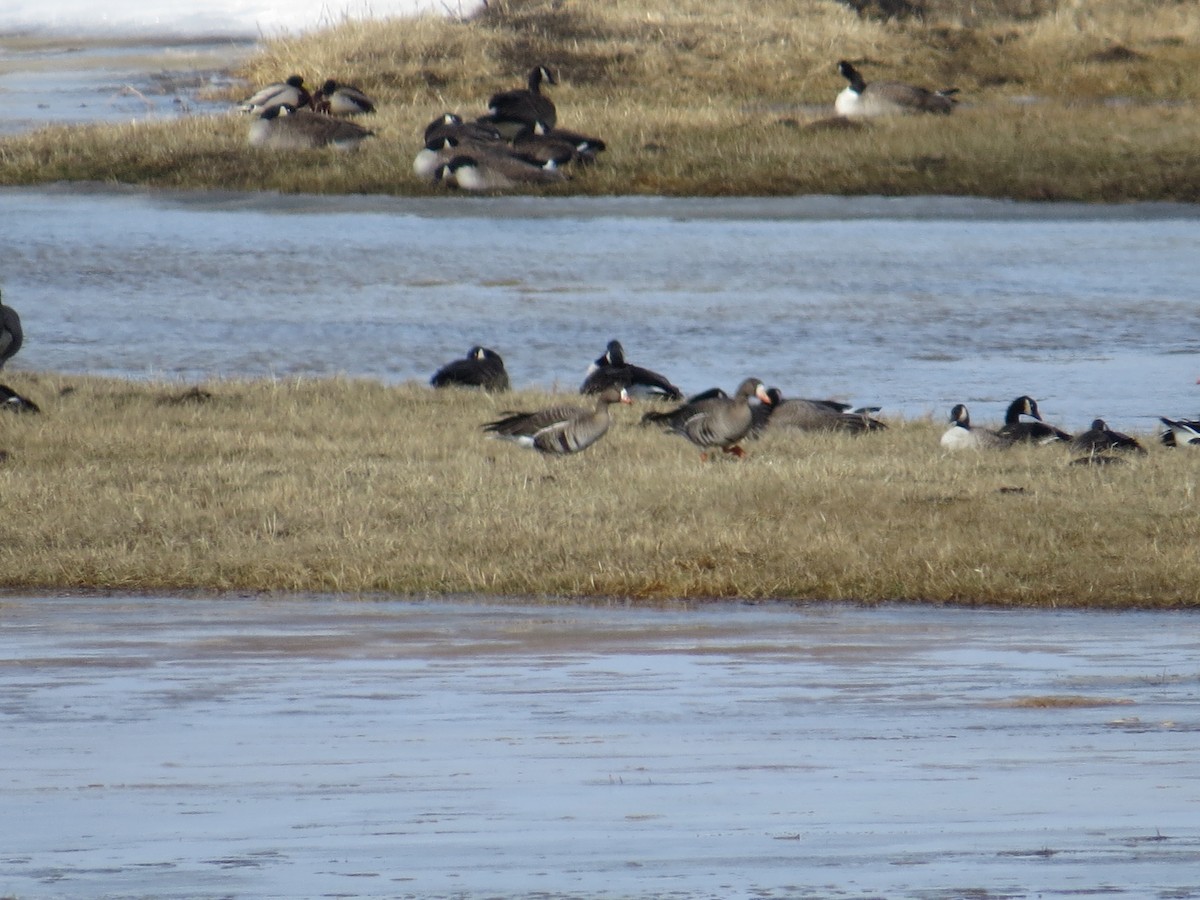 Greater White-fronted Goose - ML24695241
