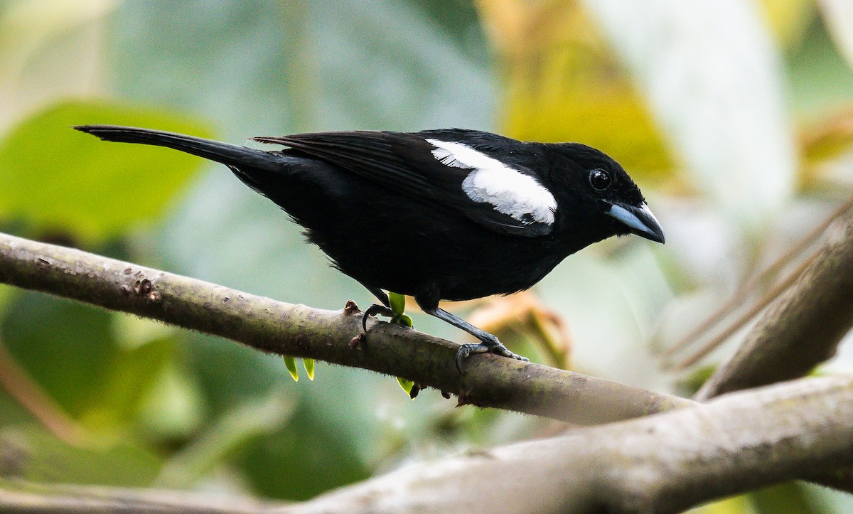 White-shouldered Tanager - ML246954251