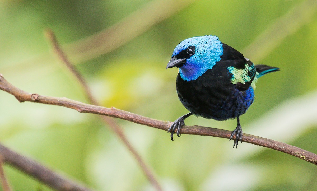 Blue-necked Tanager - ML246954291