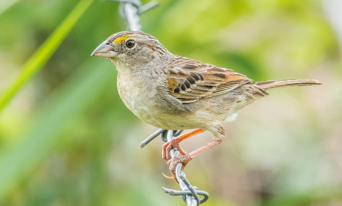 Grassland Sparrow - ML246957641