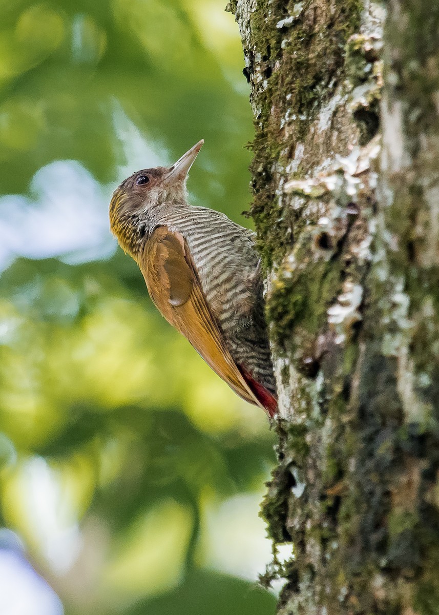 Red-rumped Woodpecker - David Monroy Rengifo