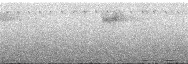 holub žlutopásý - ML246959