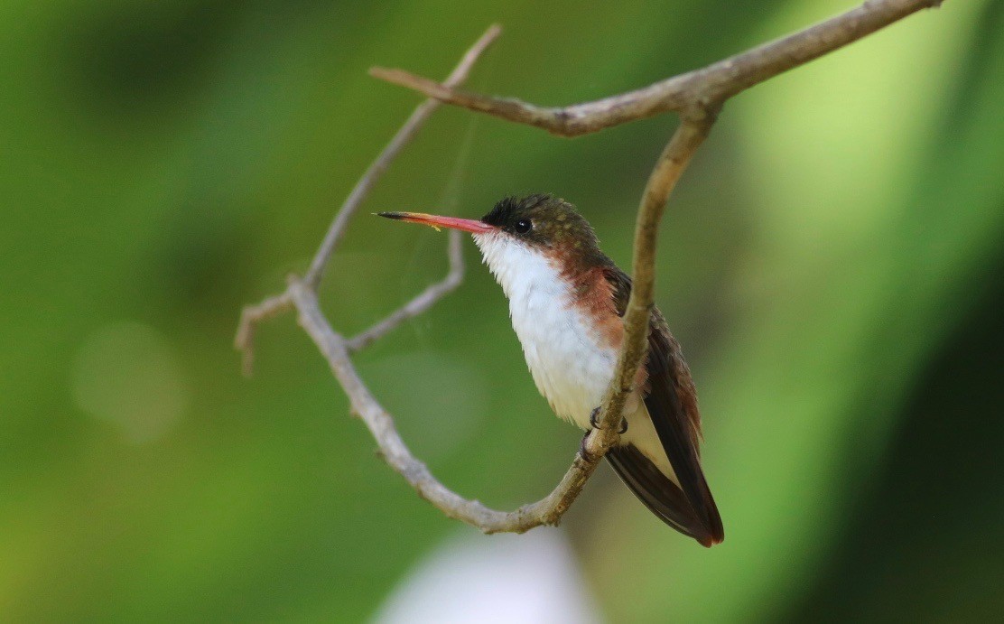 Green-fronted Hummingbird (Cinnamon-sided) - Eric Antonio Martinez