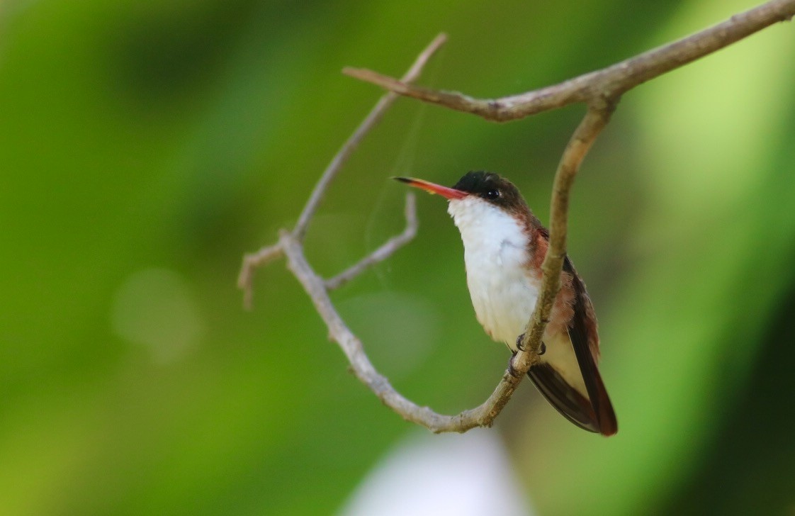 Green-fronted Hummingbird (Cinnamon-sided) - ML246959691