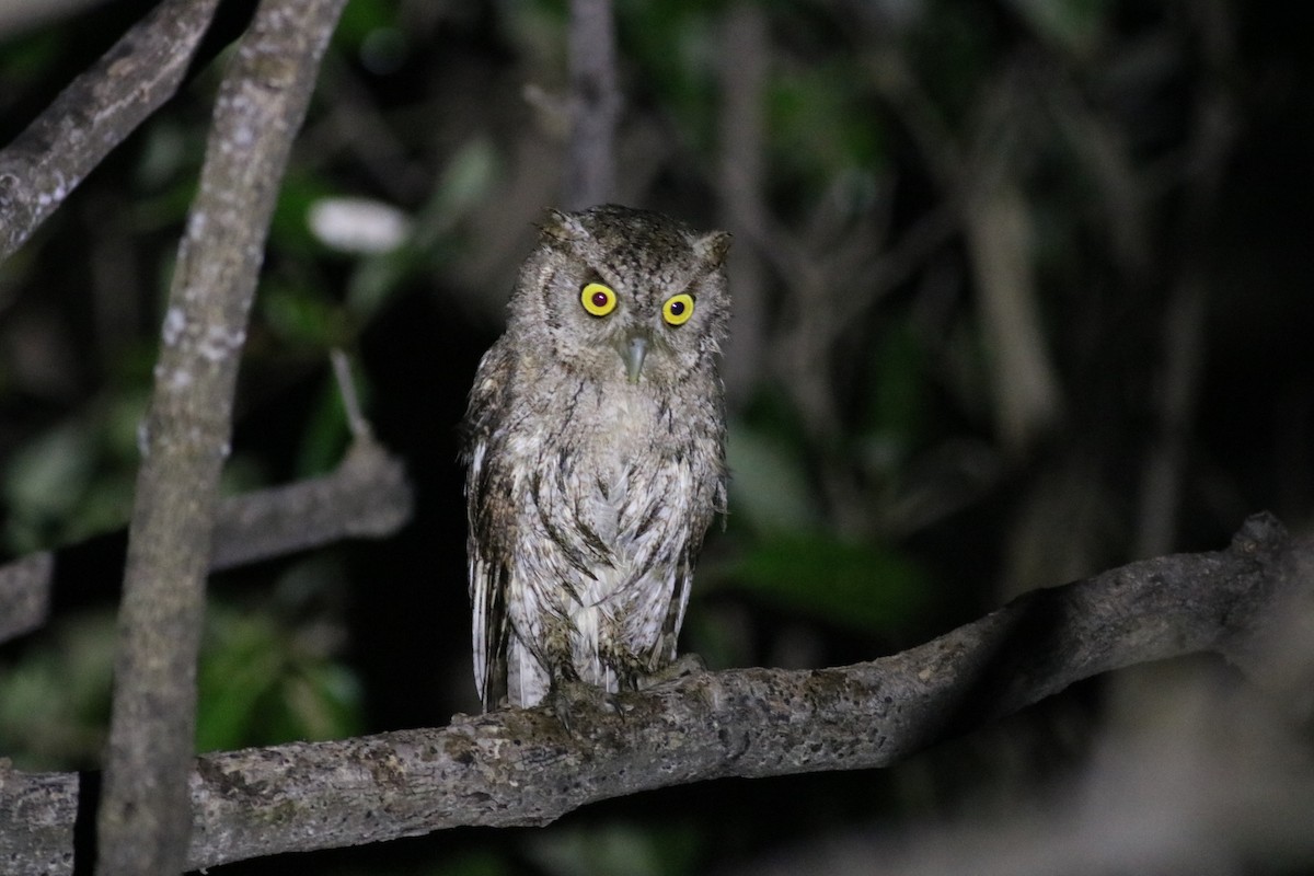 Pacific Screech-Owl (cooperi) - ML246965871