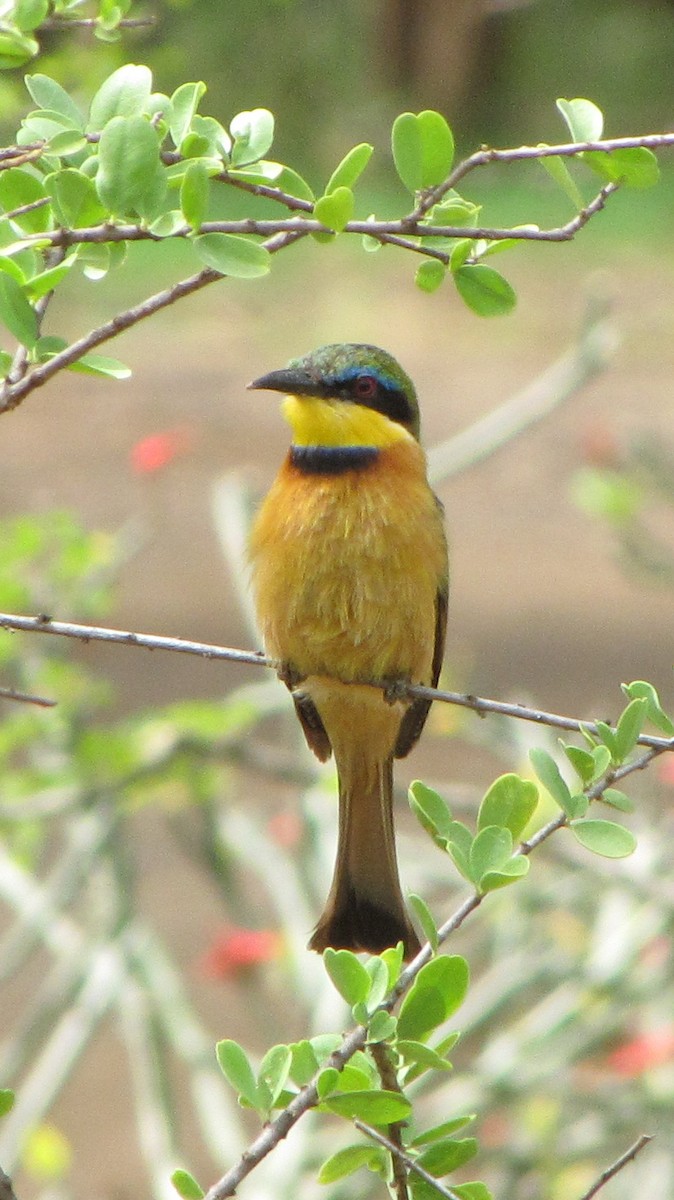 Little Bee-eater - Ramit Singal