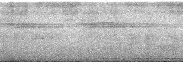 holub žlutopásý - ML246967