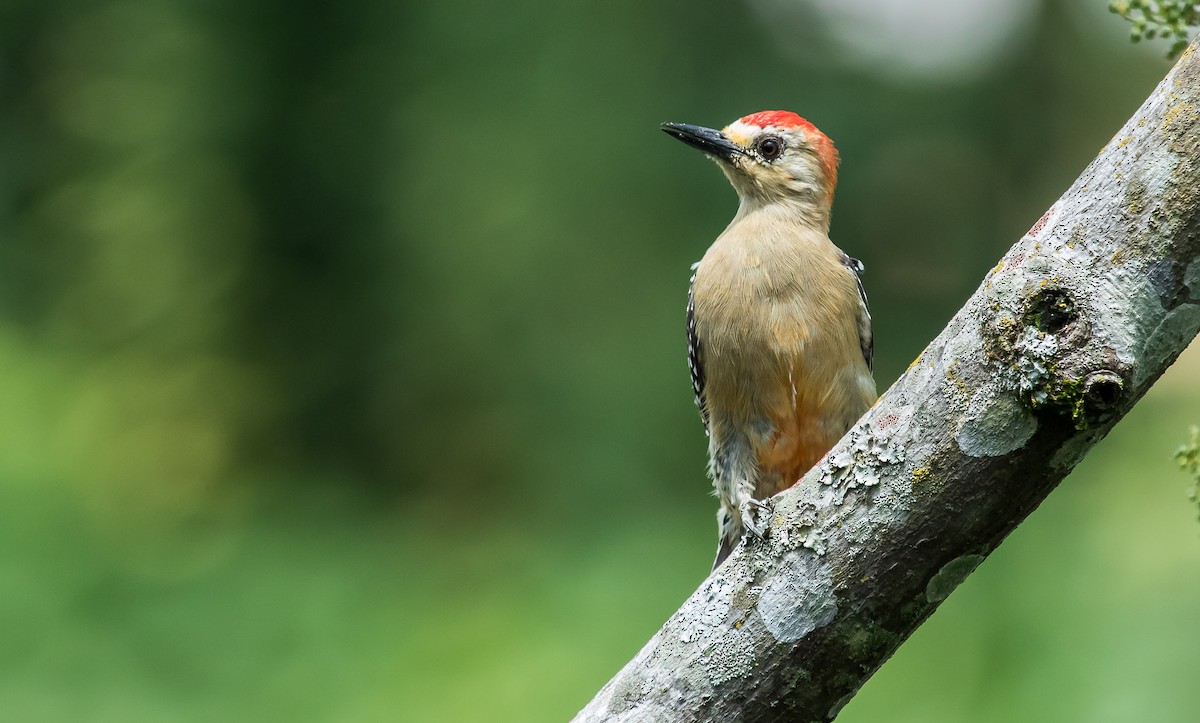 Red-crowned Woodpecker - David Monroy Rengifo