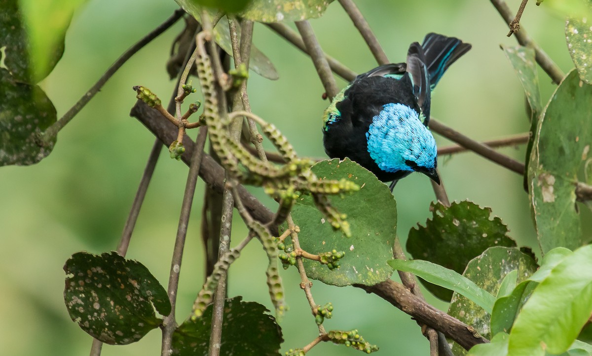 Blue-necked Tanager - ML246968121