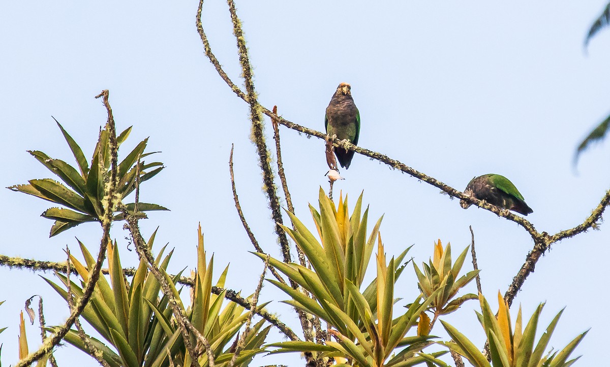 Speckle-faced Parrot - ML246968841