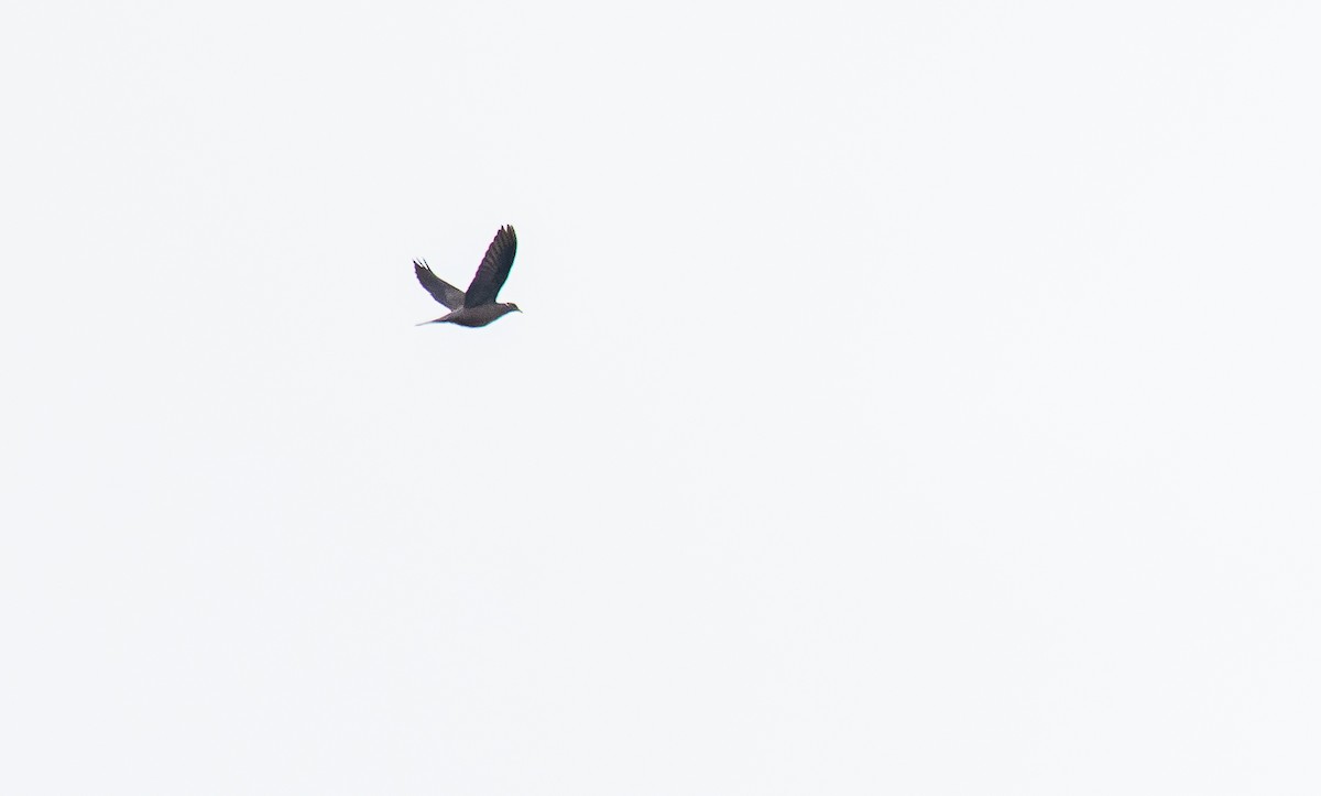 Band-tailed Pigeon - David Monroy Rengifo