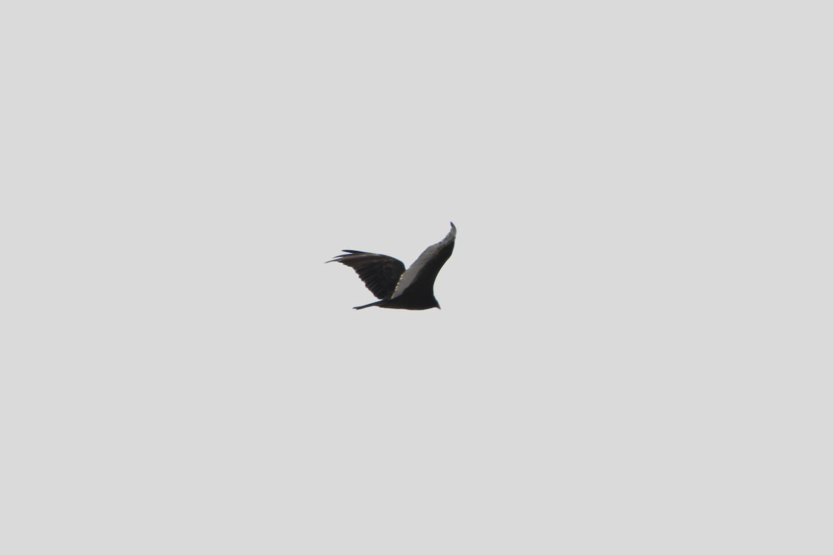 Turkey Vulture - ML24697091