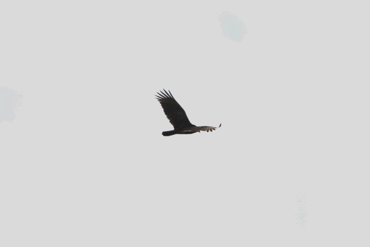 Turkey Vulture - ML24697101