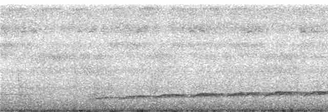 Pazifikkoel (cyanocephalus/subcyanocephalus) - ML246972