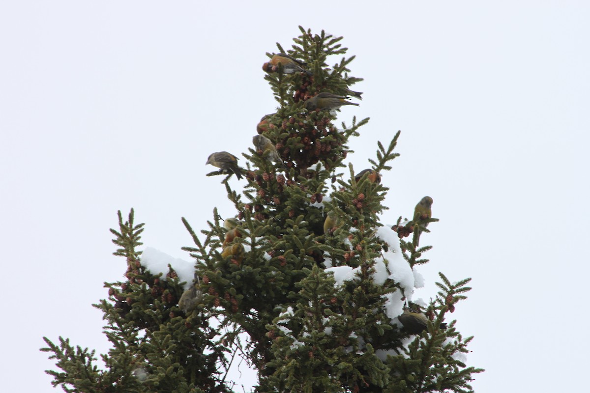 Red Crossbill (Newfoundland or type 8) - ML24697541