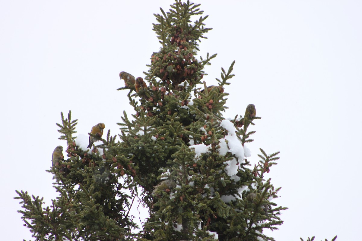 Red Crossbill (Newfoundland or type 8) - ML24697551