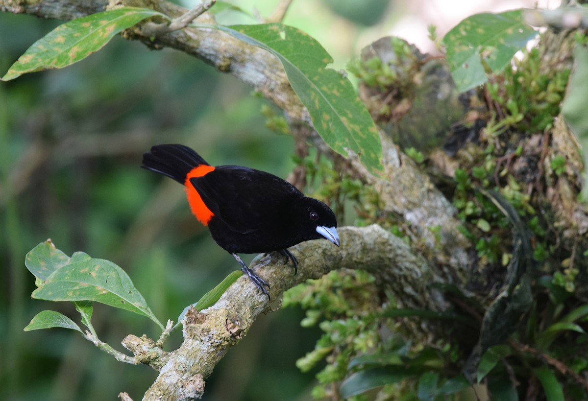 Scarlet-rumped Tanager (Passerini's) - Andy Reago &  Chrissy McClarren