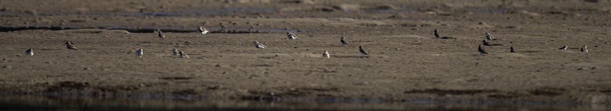 Double-banded Plover - ML246979871