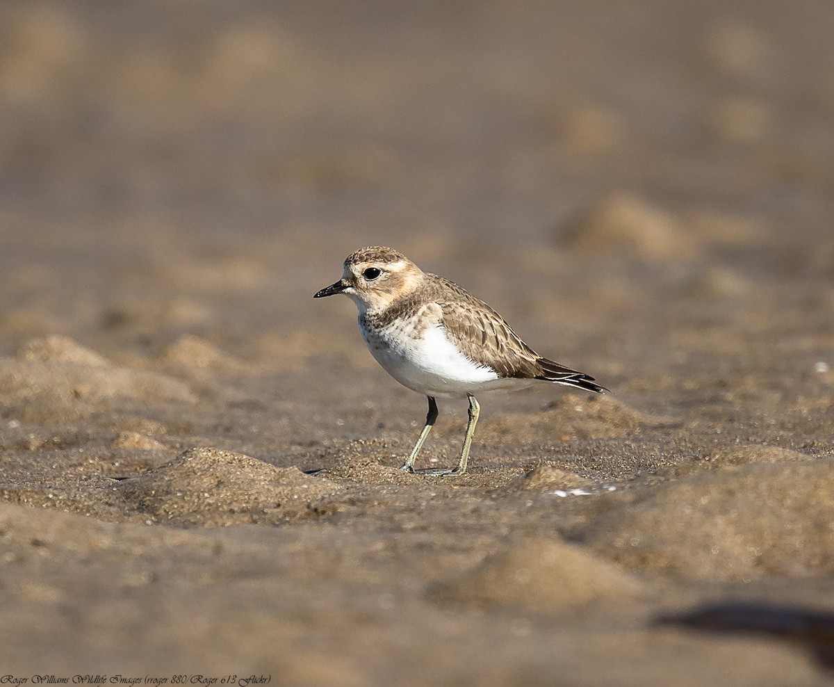Double-banded Plover - ML246979881