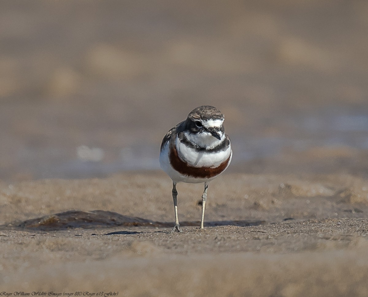 Double-banded Plover - ML246979891