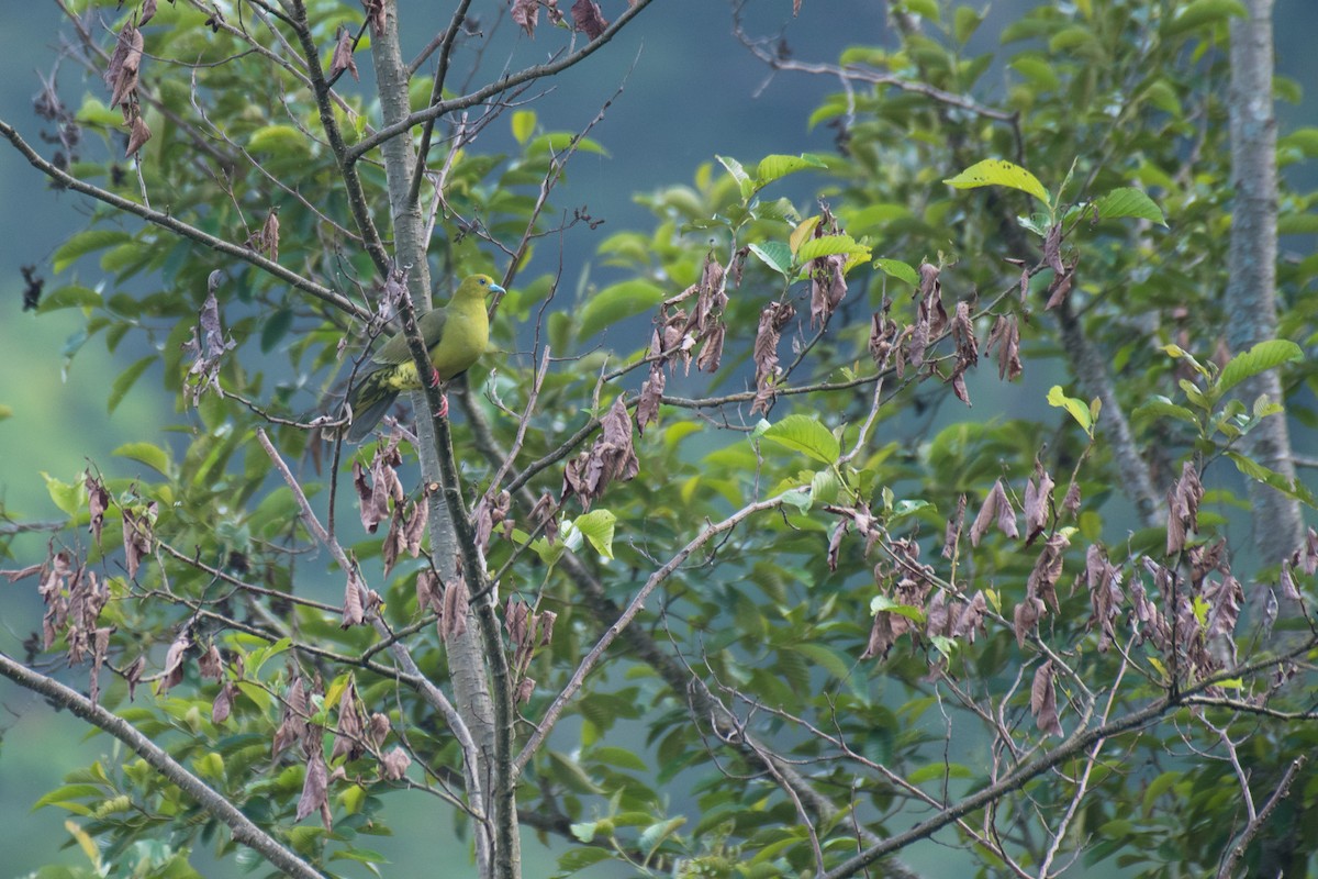 Wedge-tailed Green-Pigeon - Ian Hearn