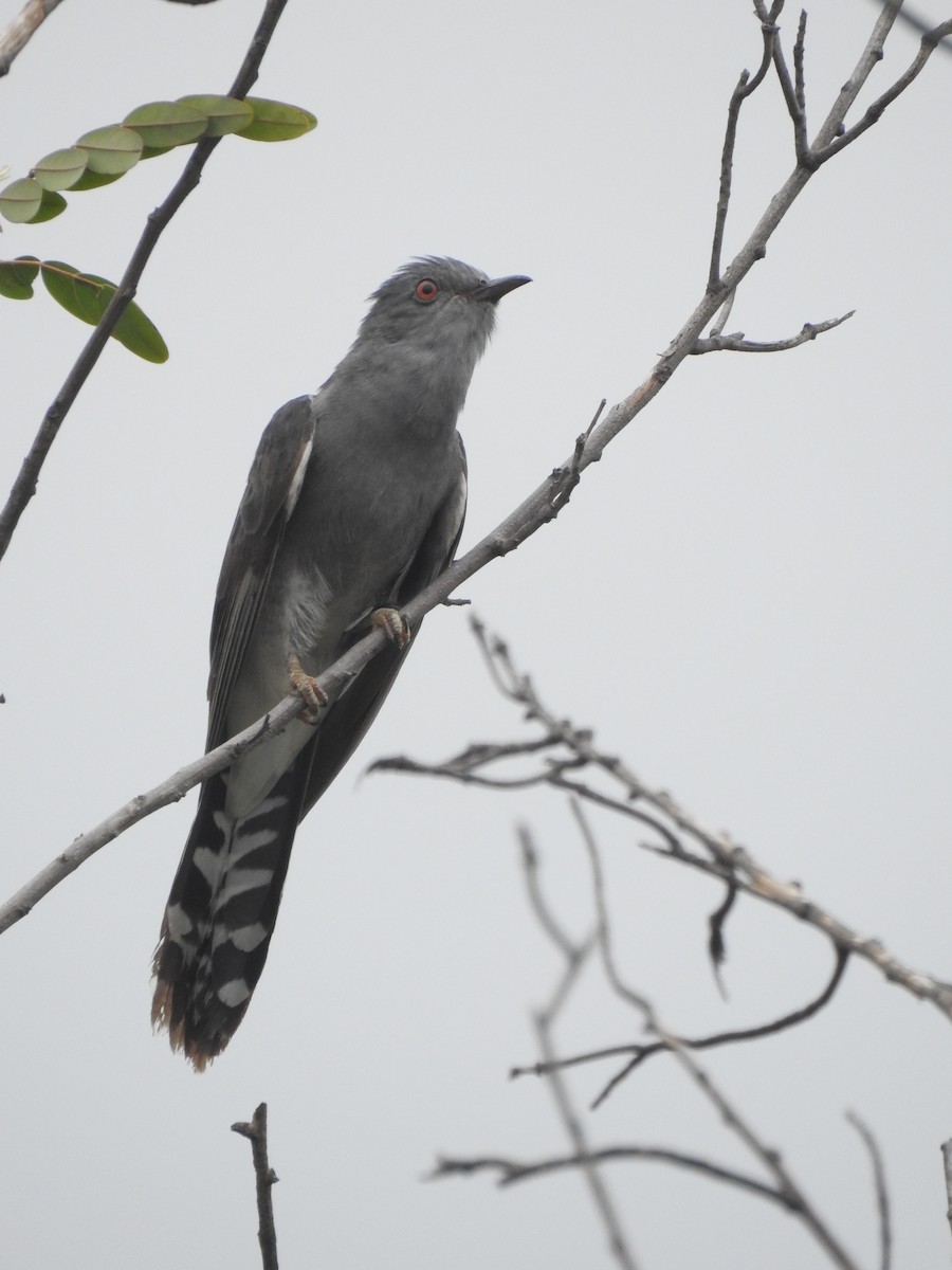 Gray-bellied Cuckoo - ML246983681