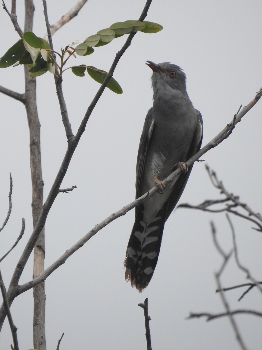 Gray-bellied Cuckoo - ML246983761