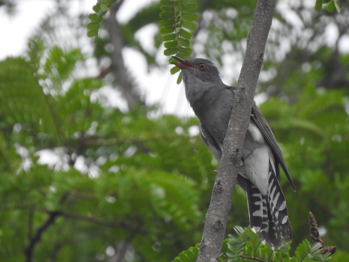 Gray-bellied Cuckoo - Ashwin Warudkar
