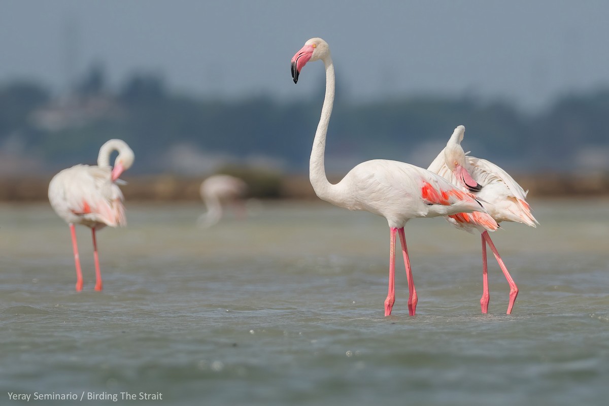 Greater Flamingo - Yeray Seminario
