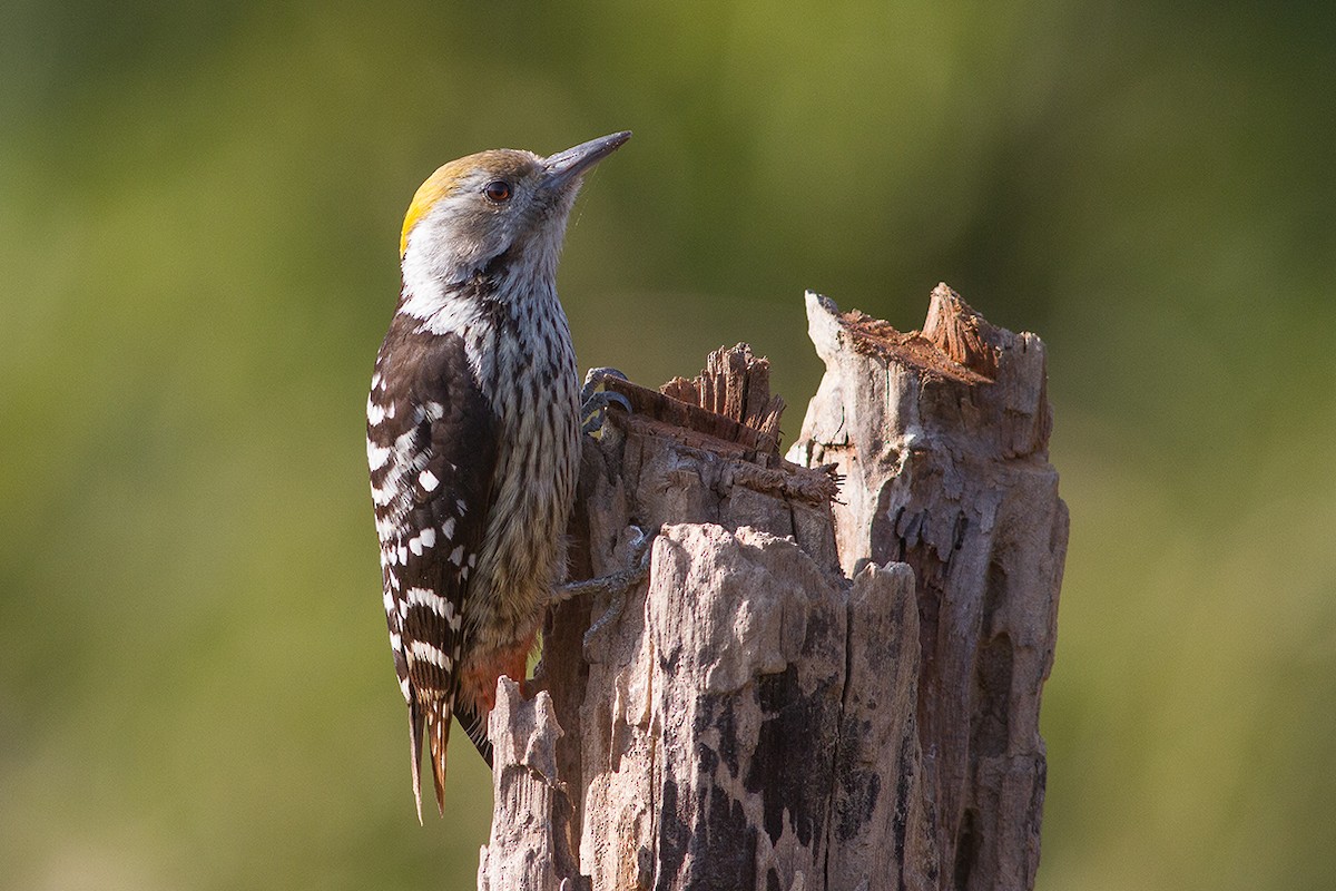 Brown-fronted Woodpecker - ML246985821