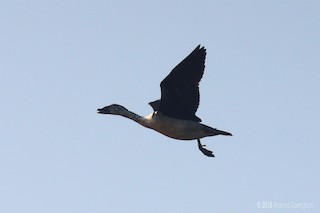 Knob-billed Duck, ML246990901