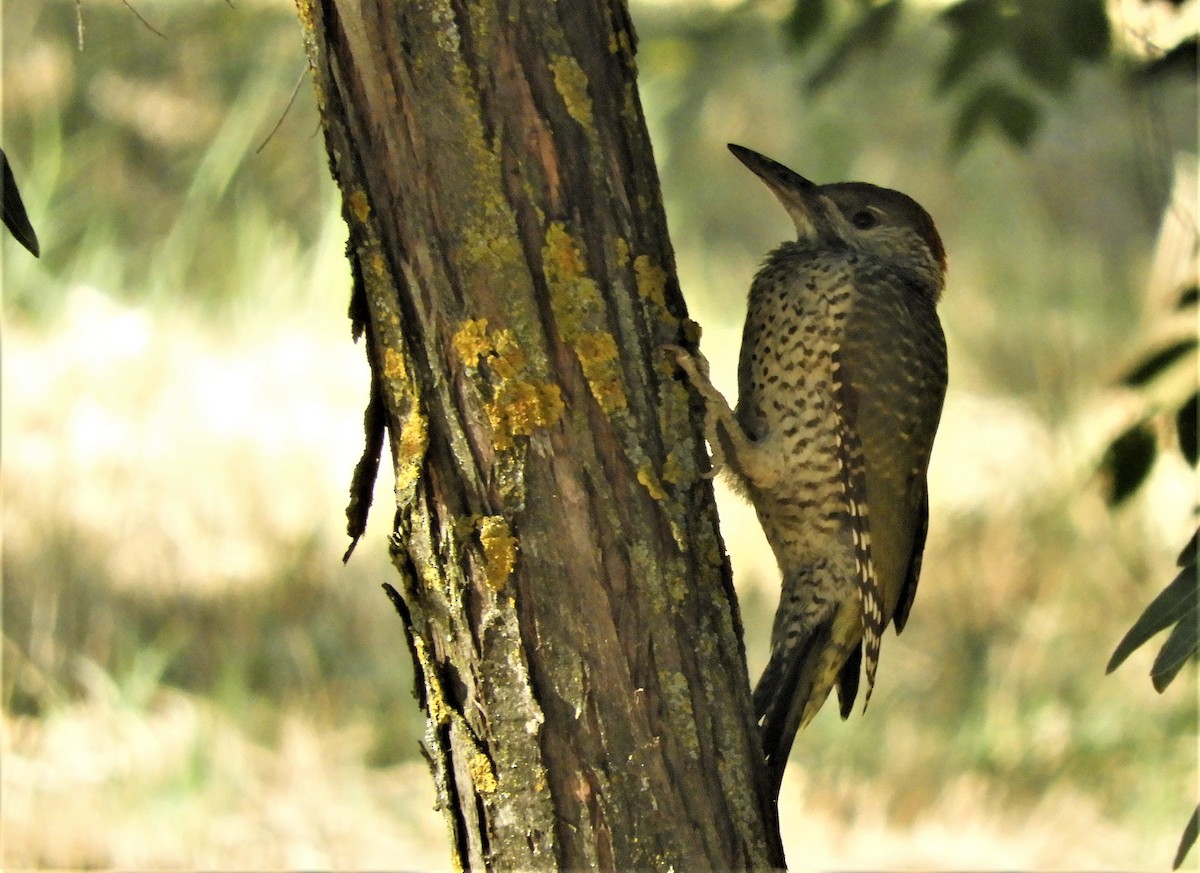 Iberian Green Woodpecker - Pablo Pozo 🦅