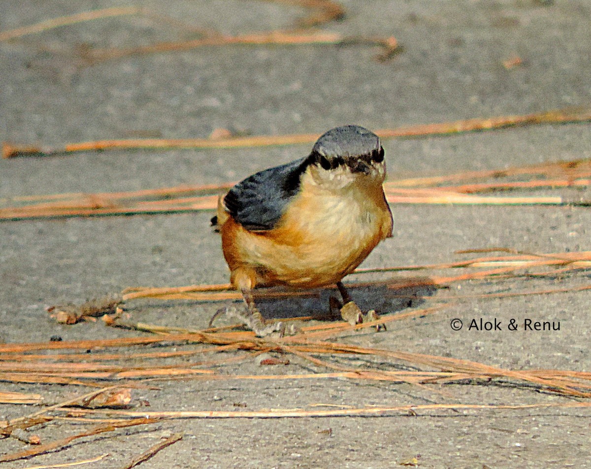 White-tailed Nuthatch - ML246992731