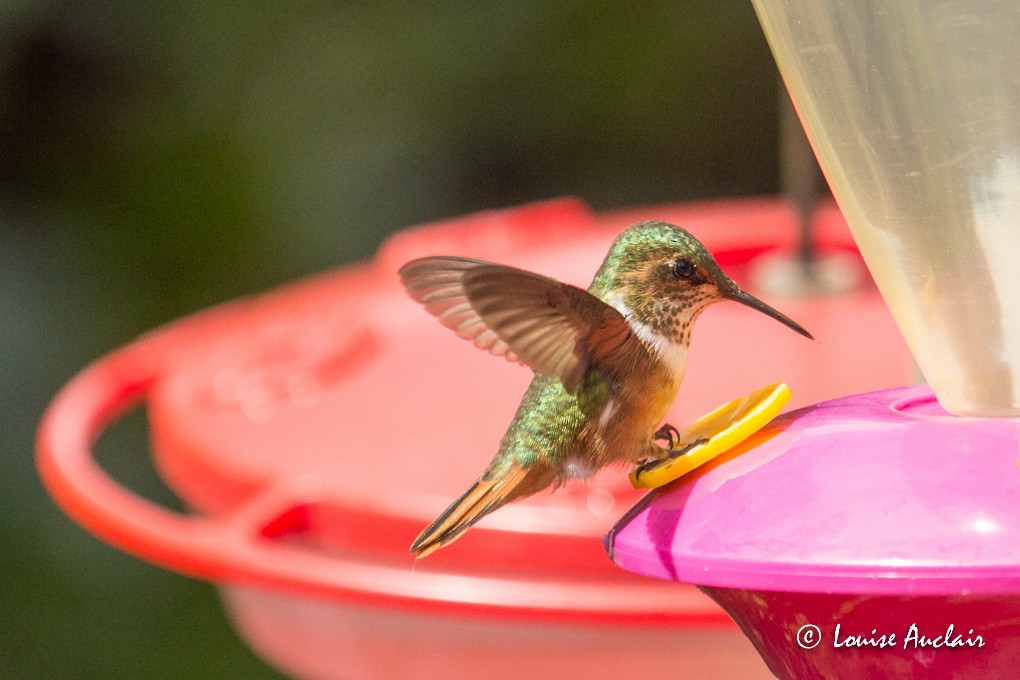 Scintillant Hummingbird - Louise Auclair
