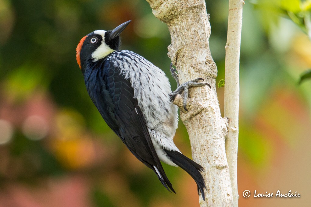 Acorn Woodpecker - ML24699621