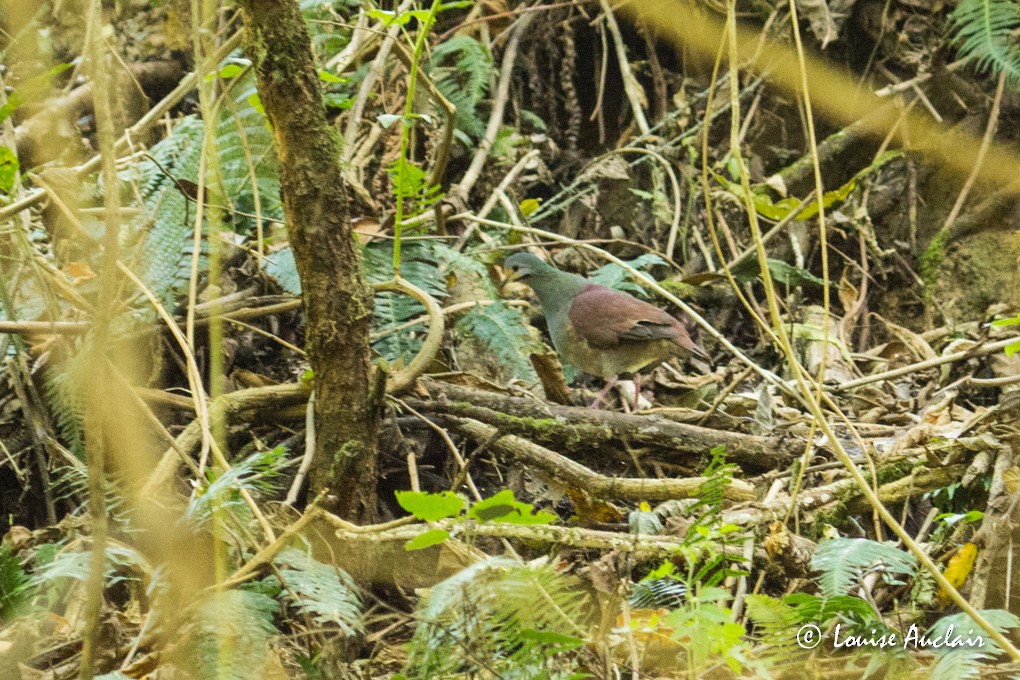 Buff-fronted Quail-Dove - ML24699861